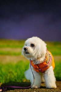 Close-up of a dog looking away