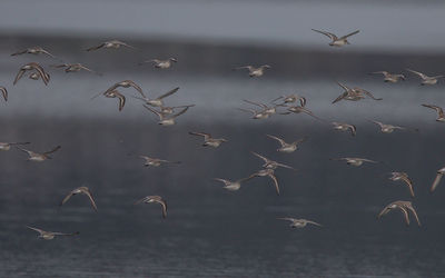 Flock of birds flying over sea