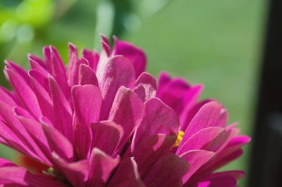 Close-up of pink flowers blooming outdoors