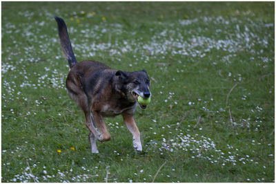 Dog running in a field