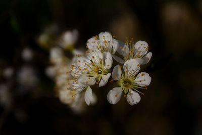 Close-up of white cherry blossoms