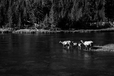 Horses in a lake