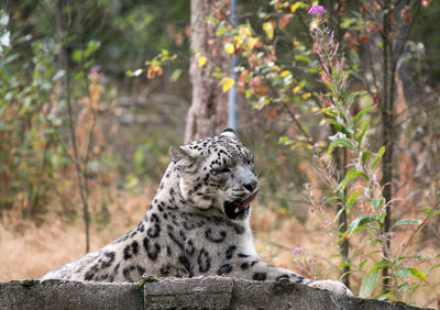 Close-up of a cat looking away