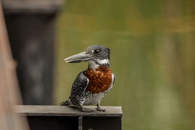 Close-up of bird perching on wooden post