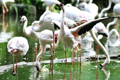 Birds in lake