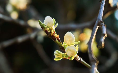 Close-up of flowering plant