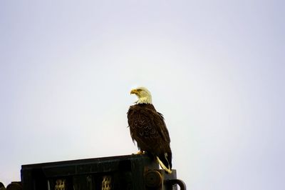 Proud bald eagle