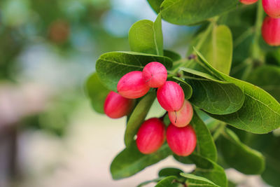 Close-up of pink flowering plant