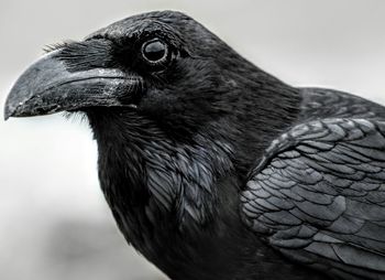 Close-up of raven against sky