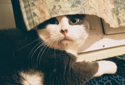 Close-up portrait of a cat