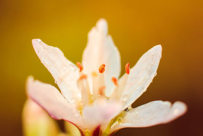 Close-up of fresh day lily blooming outdoors