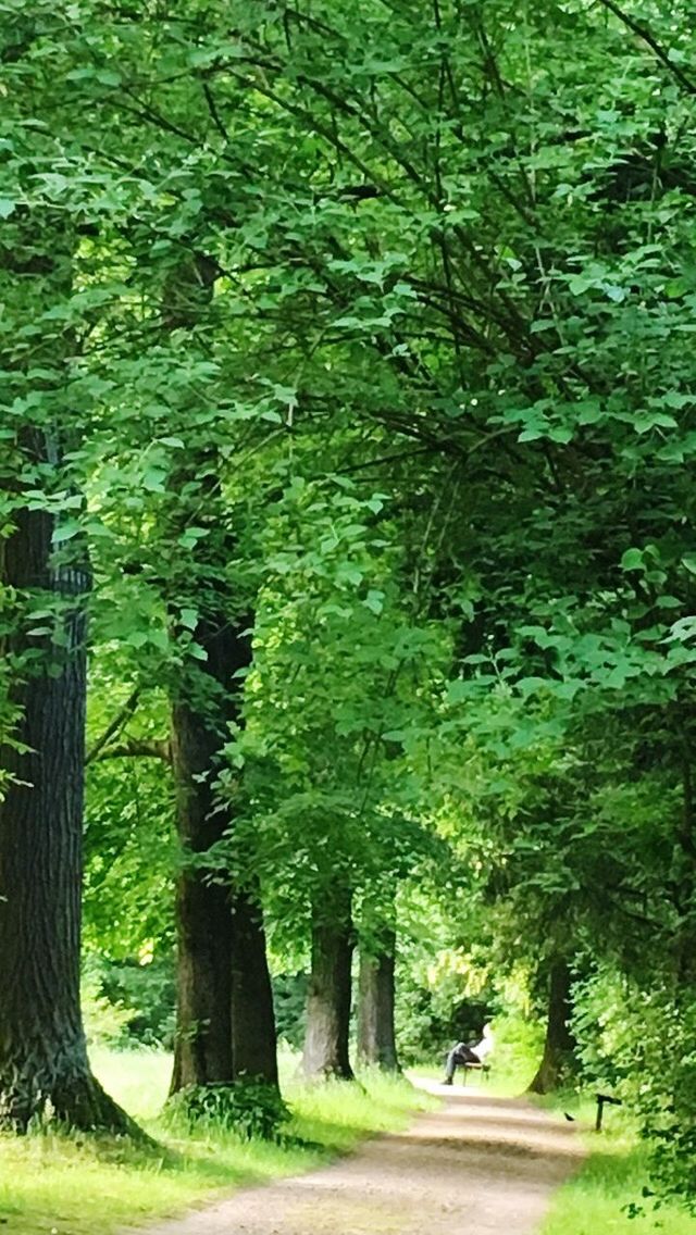 VIEW OF TREES IN FOREST