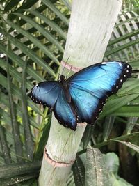 Close-up of butterfly on leaf