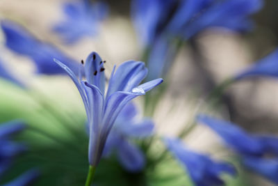 Close-up of purple crocus blooming outdoors