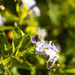 Close-up of bee pollinating on purple flower