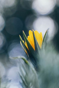 Close-up of yellow flowering plant