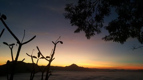 Silhouette trees against sky during sunset