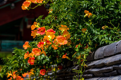 Close-up of orange flowering plants