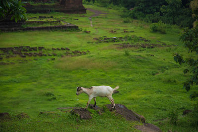 Sheep standing in a field