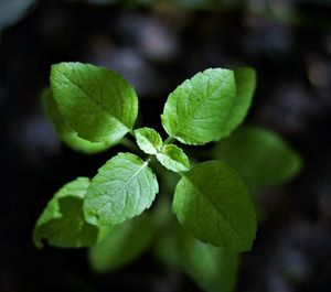 Close-up of green leaves