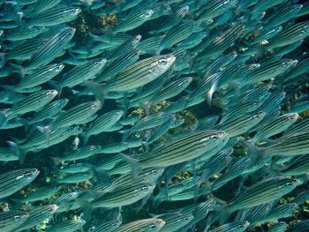 Full frame shot of fish swimming in sea