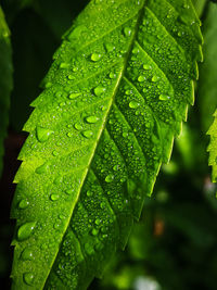 Close-up of wet plant leaves during rainy season