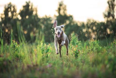 Portrait of dog on field