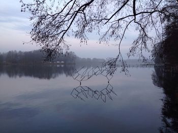 Reflection of bare trees in water