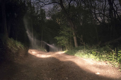 Road passing through forest