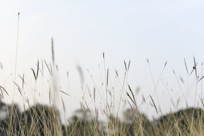 View of stalks in field against clear sky