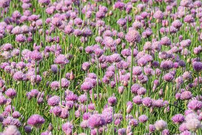 Close-up of purple flowering plants on field