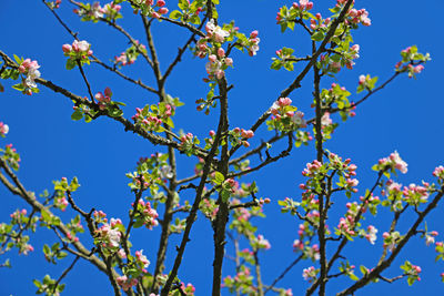 Low angle view of cherry blossom against blue sky