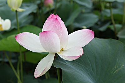 Close-up of pink water lily