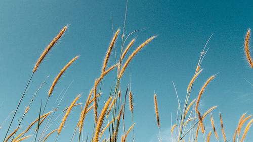 Low angle view of stalks against blue sky