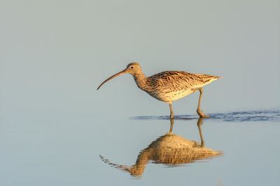 Curlew numenius arquata migratory wading bird in lake at sunset mallorca balearic islands spain