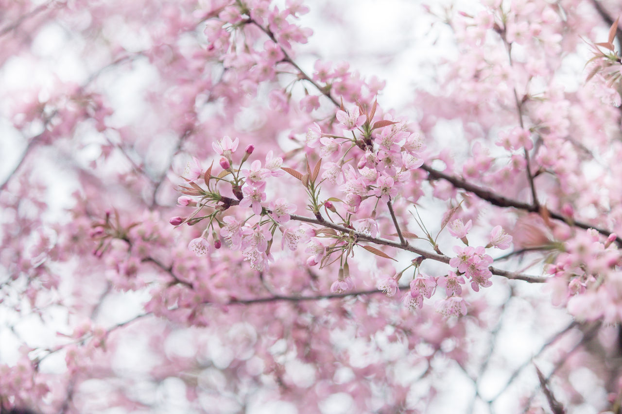 pink color, flower, plant, flowering plant, freshness, tree, fragility, blossom, beauty in nature, vulnerability, growth, springtime, branch, cherry blossom, nature, close-up, cherry tree, no people, selective focus, day, flower head, outdoors, bunch of flowers, spring