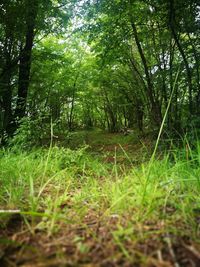 View of trees in forest