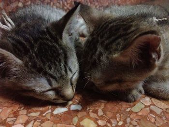 Close-up of cat sleeping