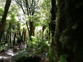 Low angle view of plants growing in forest