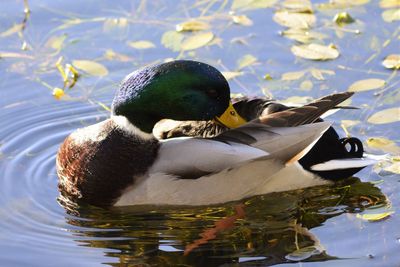 Close-up of duck swimming in lake