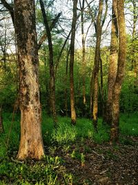 Trees in forest