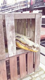 High angle view of fish on wood