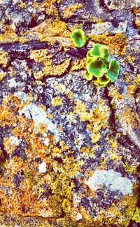 Full frame shot of yellow maple leaf