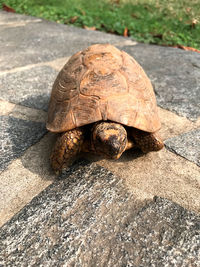 High angle view of a turtle