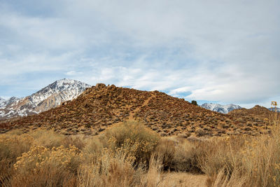 Desert sand and plants the buttermilks sierra nevada mountain region near bishop, california