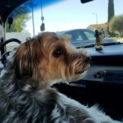 Close-up of dog in car