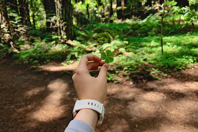 Feminine hand holding green clover close-up with a forest on the background