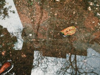 High angle view of puddle