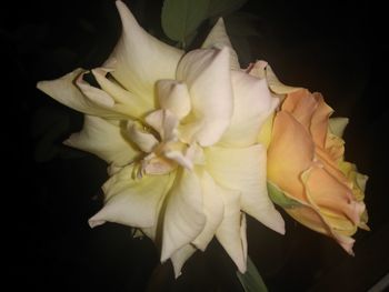 Close-up of white rose against black background