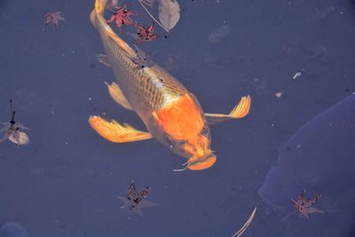High angle view of koi fish in lake